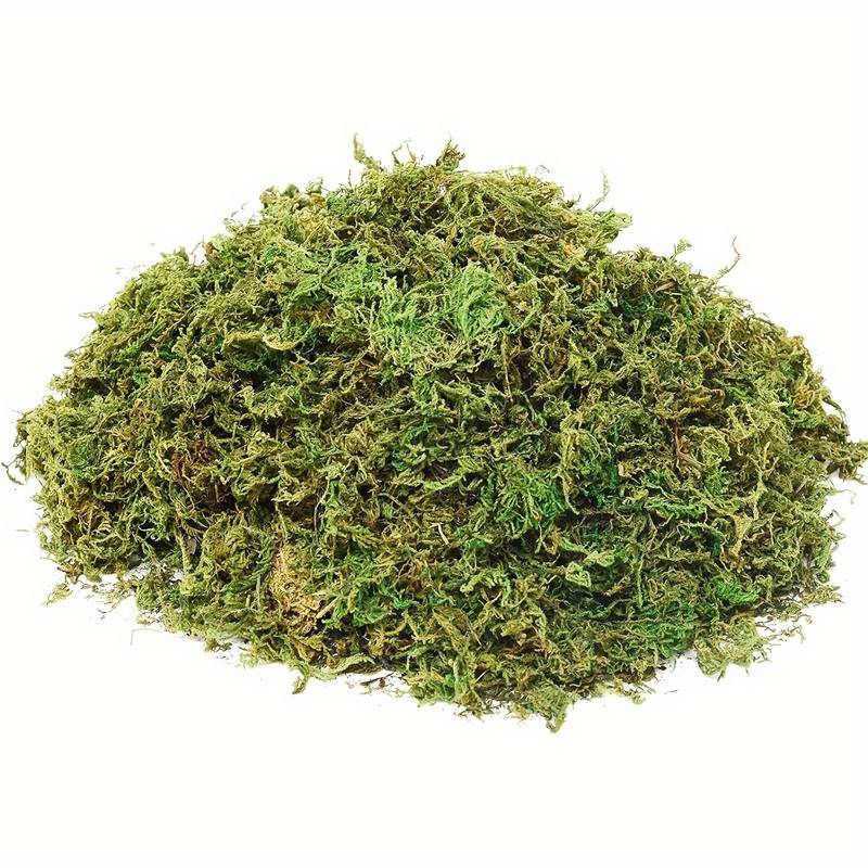 Yellow Green Dried Moss, 20g pack